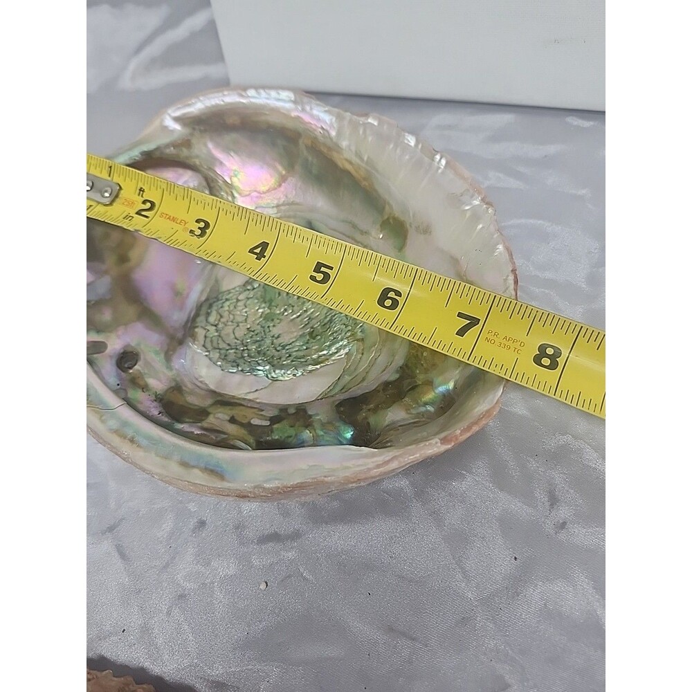 Large 7.5 x 6" Red Abalone Haliotis Rufescens Shell,  medium/large - Picture 7 of 8